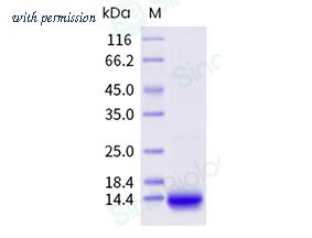 Sino Biological 69050-A07E image 1