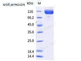 Sino Biological 65172-T08H image 1