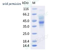 Sino Biological 5A1431-M08H image 1