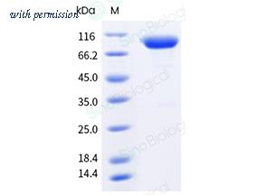 Sino Biological 51129-M04H1 image 1