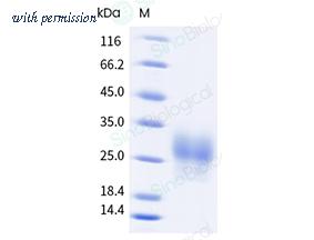 Sino Biological 50939-M49H-B image 1