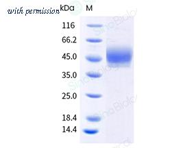 Sino Biological 50010-M49H-B image 1