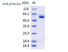 Sino Biological 40969-V07B image 1