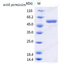 Sino Biological 40968-V07B image 1
