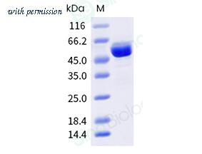 Sino Biological 40962-V08B image 1