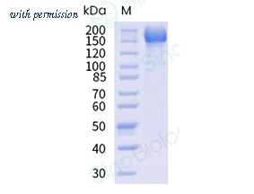 Sino Biological 40589-V08H58 image 1