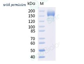Sino Biological 40589-V08H52 image 1