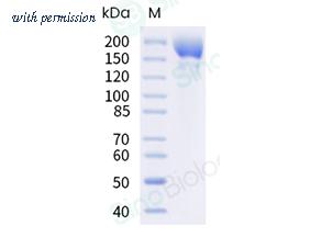 Sino Biological 40589-V08H51 image 1