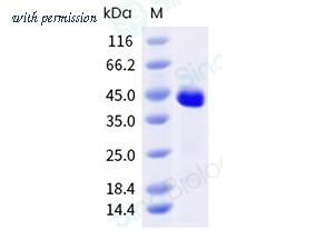 Sino Biological 337-DER0040 image 1