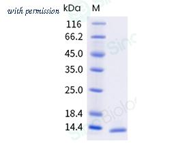 Sino Biological 335-BET0010 image 1