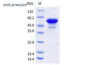 Sino Biological 30133-H07E image 1