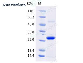 Sino Biological 204-EBV0080 image 1