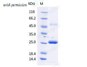 Sino Biological 202-CMV0030 image 1