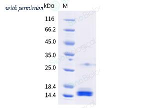 Sino Biological 201-TOX0060 image 1