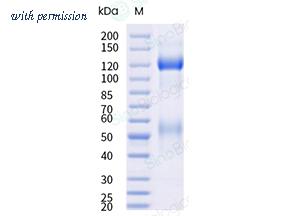 Sino Biological 11086-H49H-B image 1