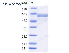 Sino Biological 11049-VNAS-B image 1
