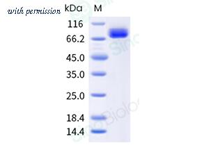 Sino Biological 11019-HNAH2 image 1