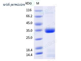 Sino Biological 10817-HNAH image 1