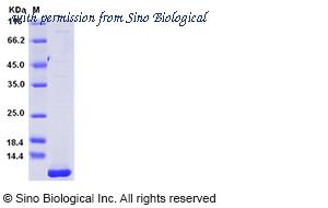 Sino Biological 10598-HNAY1 image 1