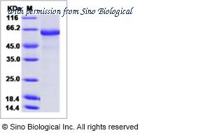 Sino Biological 11060-V08B image 1