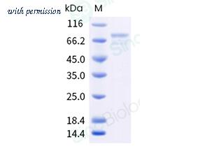 Sino Biological 202-CMV0070 image 1
