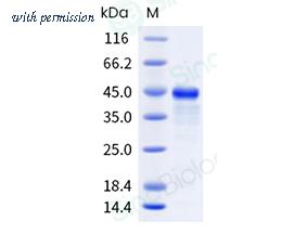 Sino Biological 302-AMBA0100 image 1