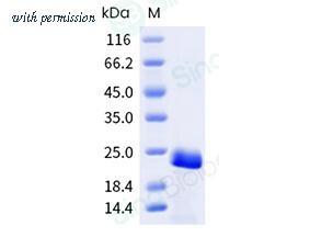 Sino Biological 332-COR0030 image 1