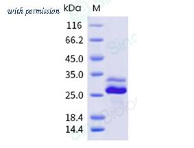 Sino Biological 337-DER0030 image 1