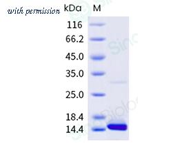 Sino Biological 337-DER0070 image 1