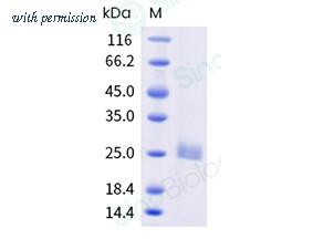 Sino Biological 339-CHE0030 image 1