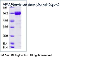 Sino Biological 40163-V08B1 image 1