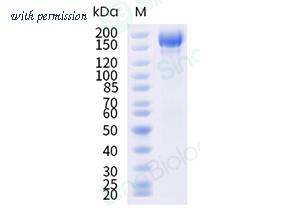Sino Biological 40589-V08H59 image 1