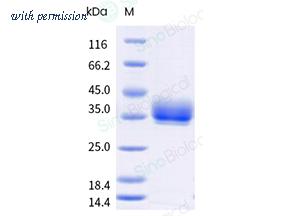 Sino Biological 40592-V08H153 image 1