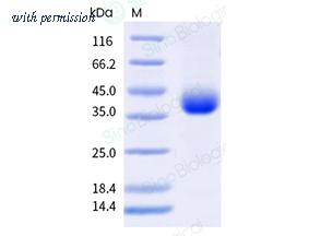 Sino Biological 40592-V49H16-B image 1