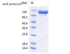 Sino Biological 40765-V08H2 image 1