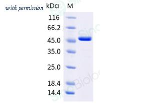 Sino Biological 506-CKB0020 image 1