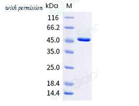 Sino Biological 506-CKM0010 image 1