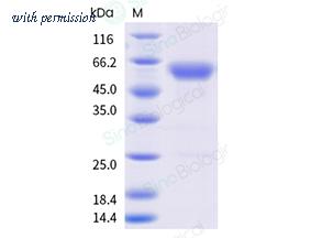Sino Biological 50613-M38H image 1