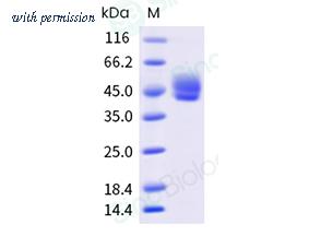 Sino Biological 90017-K49H-B image 1