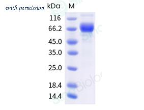 Sino Biological 90251-C41H-B image 1