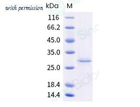 Sino Biological 903-ASFV0210 image 1