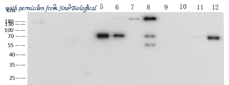 Sino Biological 68088-MM01 image 1