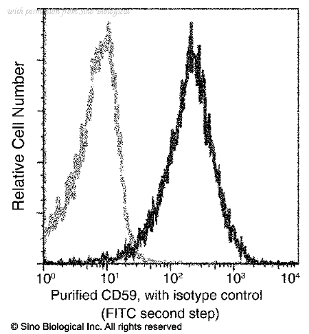 Sino Biological 80299-R001 image 1