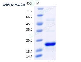 Sino Biological 204-EBV0100 image 1