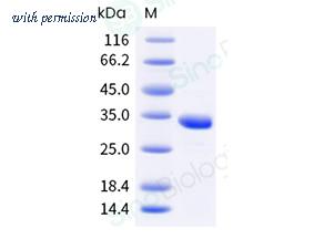 Sino Biological 207-MP0110 image 1