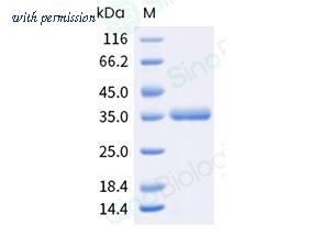 Sino Biological 207-MP0170 image 1
