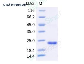Sino Biological 208-CP0050 image 1
