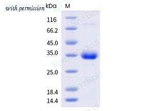Sino Biological 209-HIV0040 image 1