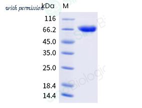 Sino Biological 303-ARAH0200 image 1