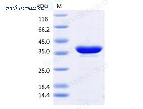 Sino Biological 313-MAN0010 image 1